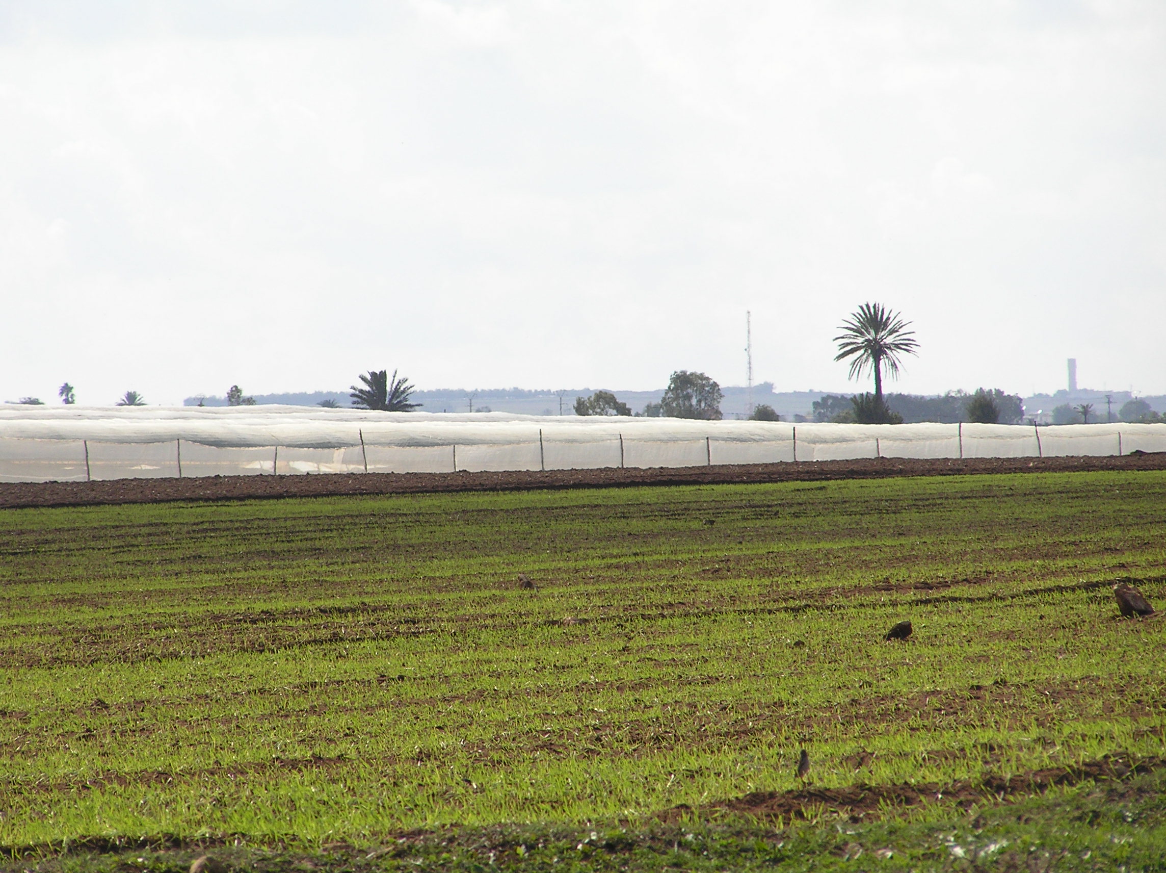 Example for Agriculture in the region of Casablanca