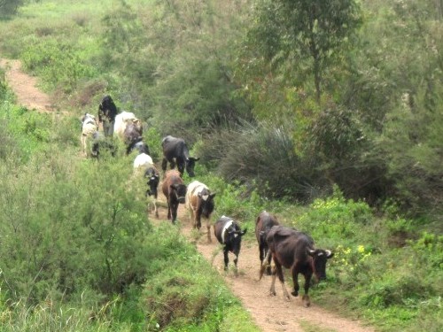 Cattle in Oued el Maleh