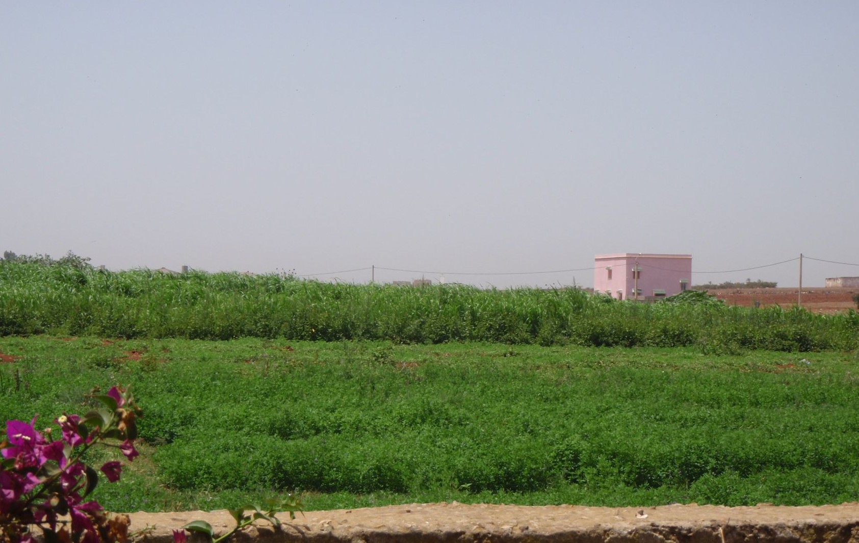 Farming in Ouled Ahmed