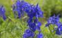wiki:delphinium-belladonna-hybride-atlantis-halbhoher-rittersporn-2266268_1.jpg